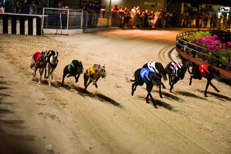 Mẹo Chơi Game Đua Chó Tại 77Loc Bách Chiến Bách Thắng