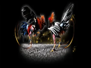 Bí Kíp Chơi Đá Gà Sabong Tại 77Loc Luôn Thắng Từ Các Cao Thủ