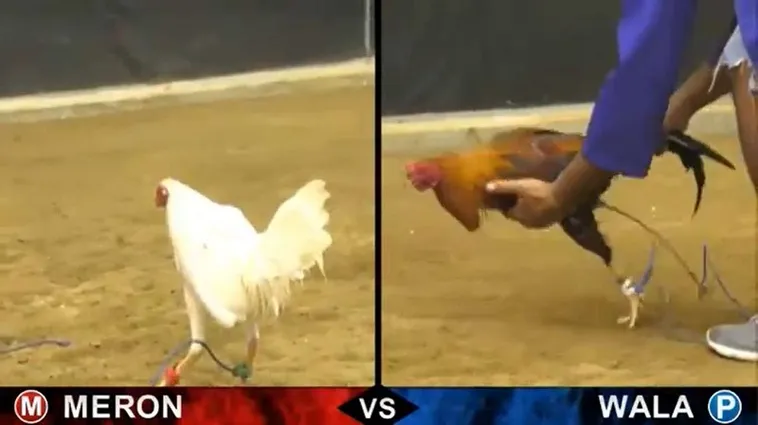 Bí Kíp Chơi Đá Gà Sabong Tại 77Loc Luôn Thắng Từ Các Cao Thủ 2 Bí Kíp Chơi Đá Gà Sabong Tại 77Loc Luôn Thắng Từ Các Cao Thủ